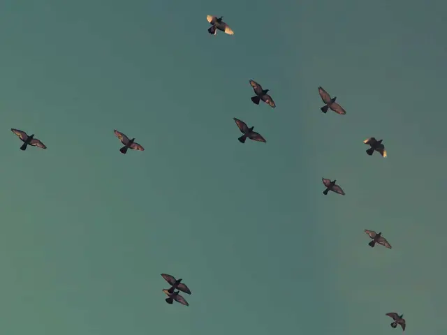 Airborne video link module placeholder image